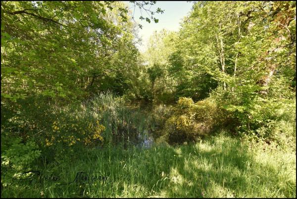 Ensemble immobilier en pierre à rénover, sans voisins, 3 hectares, bois, eau prés.