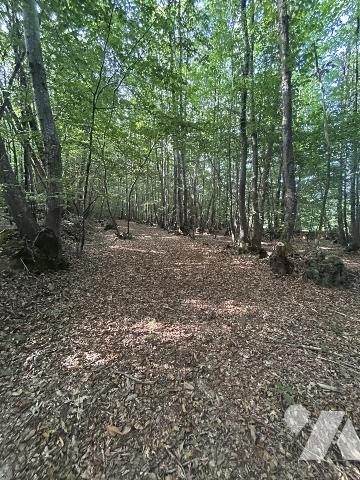 Achat Bois A Vendre 50520 REFUVEILLE