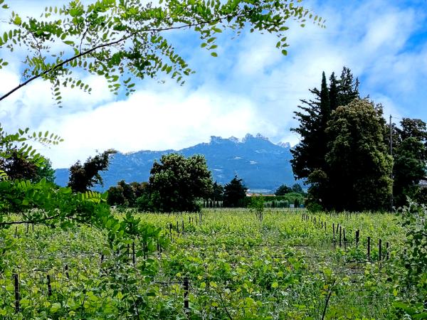 Maison à vendre à Sarrians (84260) - Vaucluse