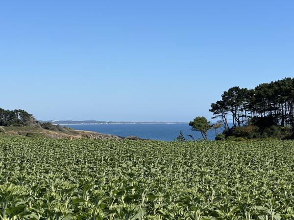 Clohars-Carnoët (Doëlan), Corps de Ferme d’une surface de 500m2 sur un Terrain 9,3 hectares avec Vue Mer !