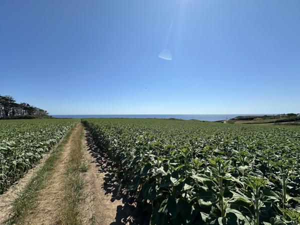 Clohars-Carnoët (Doëlan), Corps de Ferme d’une surface de 500m2 sur un Terrain 9,3 hectares avec Vue Mer !