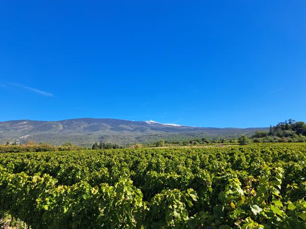 Bédoin (84410) Grande maison traditionnelle dans un cadre verdoyant