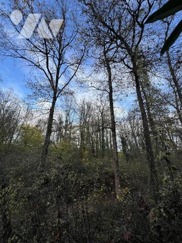 Bois d'environ 7,5ha