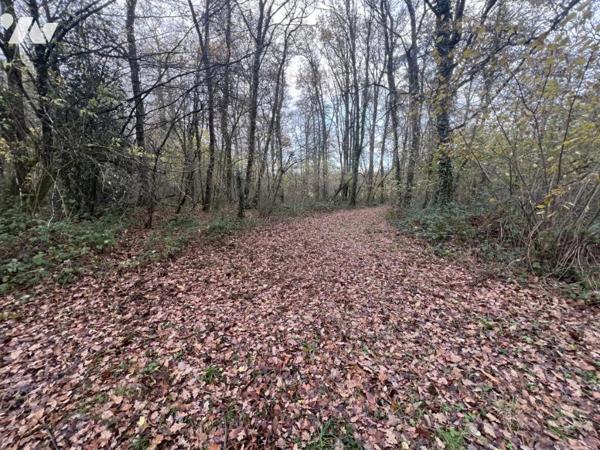 Bois d'environ 7,5ha