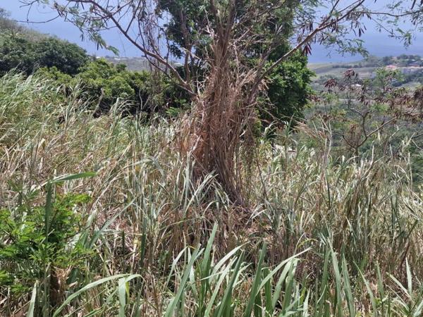 Terrain Le Carbet
