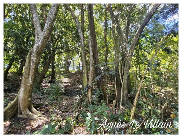 Terrain Arboré à Pigeon 3 100 m2