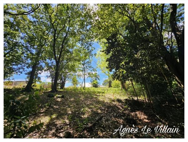 Terrain Arboré à Pigeon 3 100 m2