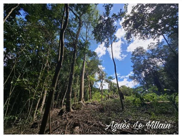 Terrain Arboré à Pigeon 3 100 m2