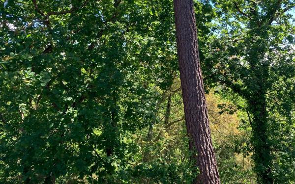 Maison à vendre    3 pièces • 45,65 m2 Moliets-et-Maa