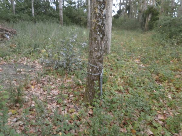 TERRAIN DE LOISIRS 2370 M2 EN PARTIE BOISEE DE PEUPLIERS NEGOCIABLE Saint-Georges-sur-la-Prée (18100)