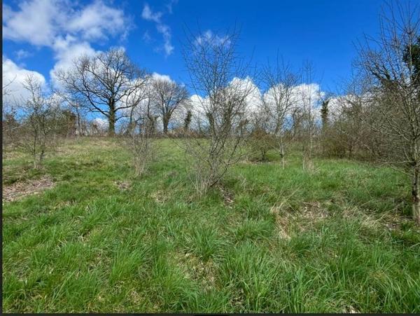 Terrain à vendre |                                       Ribérac |                                          6991 m²