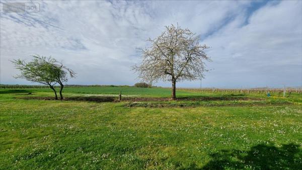 Maison à restaurer à vendre à Jonzac en Charente-Maritime (17500), ref : 1845