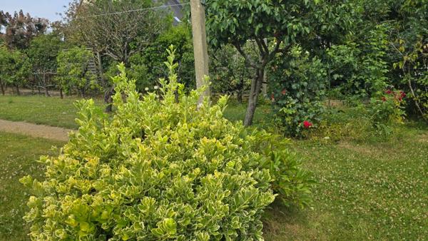 Maison à vendre 7 pièces CESSON SEVIGNE (35)