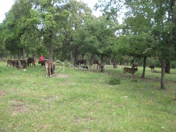 Terrain agricole de 56 090 m²