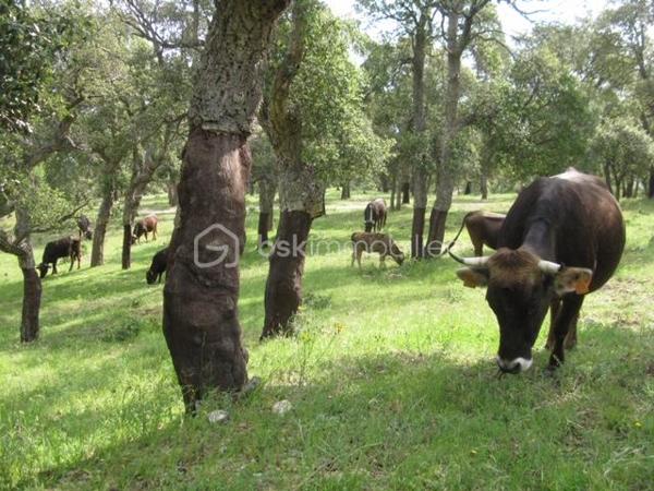 Terrain agricole de 56 090 m²