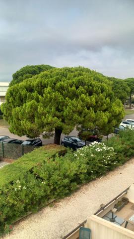 Location Appartement25,38 m² - 2 Pièces - PORT CAMARGUE (30240)