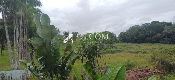 A VENDRE A KALANY MONTSINERY UNE PARCELLE AGRICOLE DE 1HA  Montsinéry-Tonnegrande (97356)