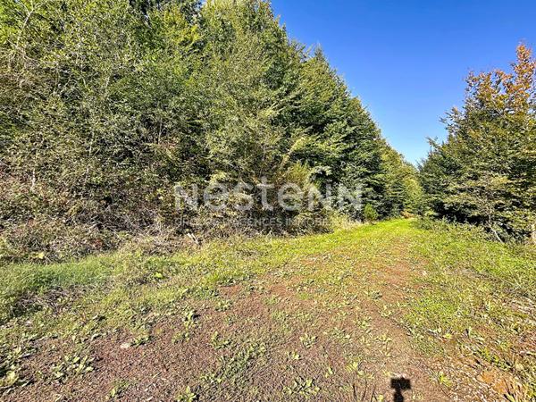Parcelles naturelles et forestières attenantes à Naves - 25962 m2