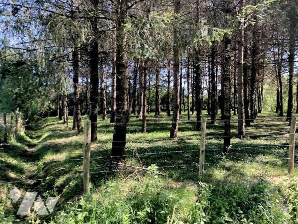 PARCE SUR SARTHE : PARCELLE BOISEE avec plan d'eau d'une surface 1ha06a10ca