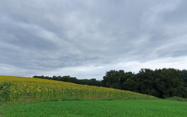 Terrain à vendre    Sault-de-Navailles