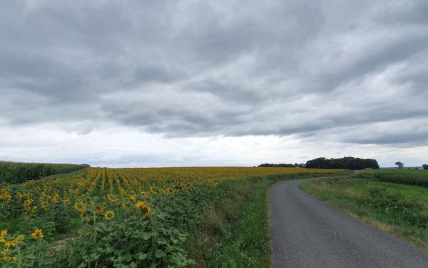 Terrain à vendre    Sault-de-Navailles