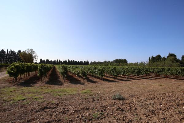 Saint-Aunès (34130) OPPORTUNITE, Mas de 1200m2 env, sur 3 ha à 15 mn des plages