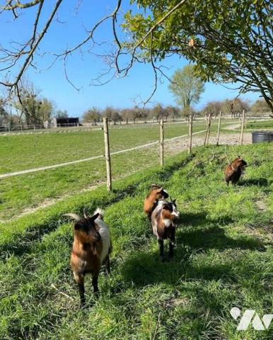 A VENDRE PROPRIETE EN PIERRES + GITES + DEPENDANCES + PATURAGES MONT DOL DOL DE BRETAGNE LE VIVIER 