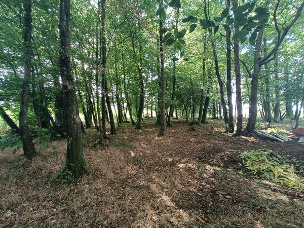 SUR UN HECTARE DE TRANQUILLITE A LANGUIDIC , Languidic