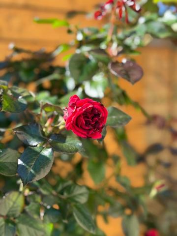 Maison à vendre 4 pièces TARBES (65) - Jardin arboré - piscine