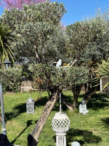 Maison à vendre 4 pièces TARBES (65) - Jardin arboré - piscine