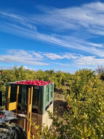 Vente / Terrain agricole