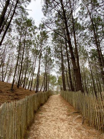 Terrain à vendre à découvrir sans attendre, construction libre secteur calme et proche des plages Lacanau océan secteur sud