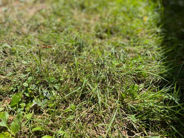 Terrain Nogent-sur-vernisson 450 m2