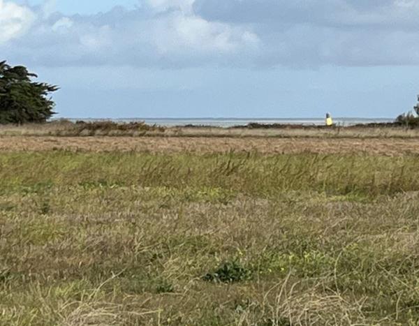 Terrain à vendre |  Saint-Denis-d'Oléron |  908 m²