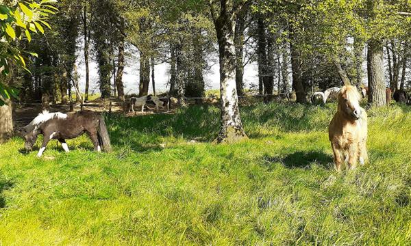 Centre Equestre en Centre Bretagne, Murs commerciaux