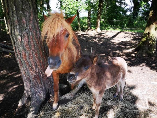 Centre Equestre en Centre Bretagne, Murs commerciaux