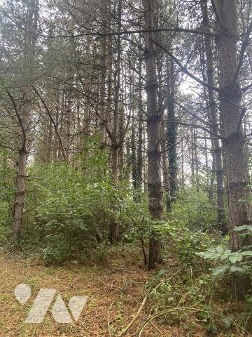 RARE - PLAN D'EAU avec maisonnette - MONTSURS (SAINT OUEN DES VALLONS)