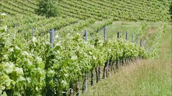 Vignoble avec 2 maisons en pierre. Potentiel de créer un manoir.