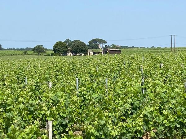 Montagne Saint-Émilion - Domaine viticole 8 Hectares, Maison, Hangar