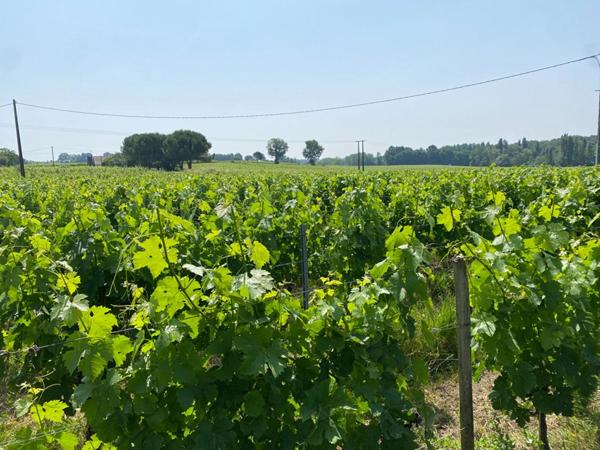 Montagne Saint-Émilion - Domaine viticole 8 Hectares, Maison, Hangar