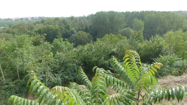 Dpt Deux Sèvres (79), à vendre AVAILLES THOUARSAIS maison P4