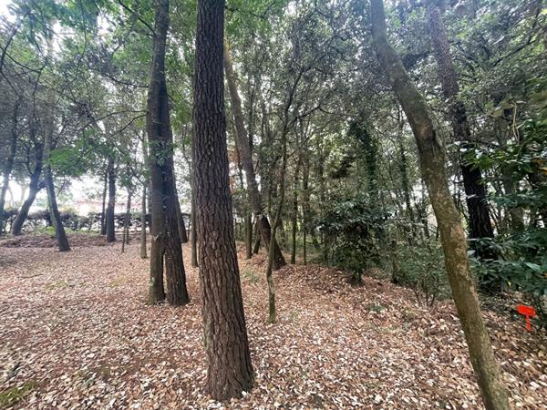 Terrain Saint Vincent Sur Jard 282m2