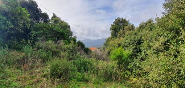 Dpt Corse (20), à vendre PETRETO BICCHISANO terrain