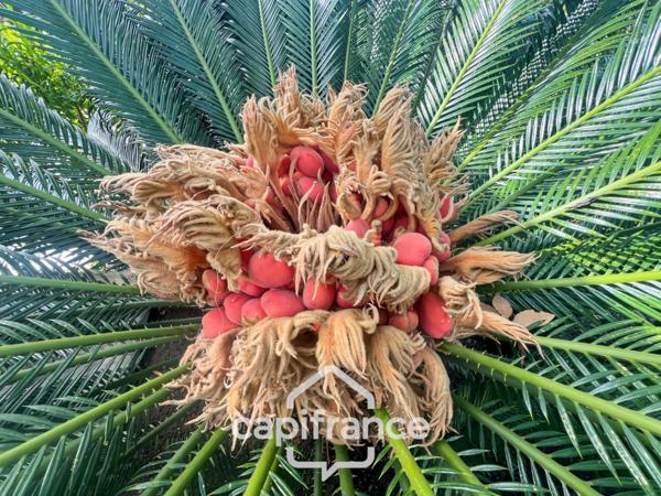 Maison à vendre 6 pièces LE LAVANDOU (83), 4 chambres, vue dégagée et de nombreuses terrasses.