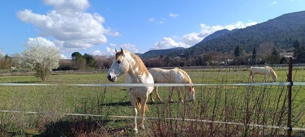 Magnifique maison sur plus de 2 Hectares
