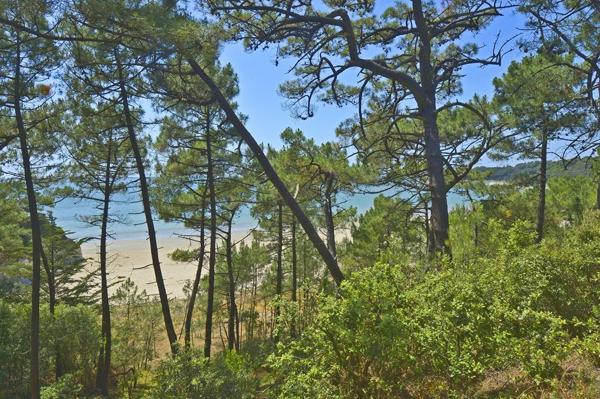 Maison - MESCHERS SUR GIRONDE