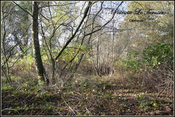 Maison en pierre à vendre 4 pièces CAMORS 66 m² (56) Morbihan Terrain 5000m²