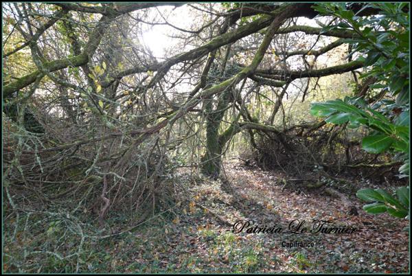 Maison en pierre à vendre 4 pièces CAMORS 66 m² (56) Morbihan Terrain 5000m²