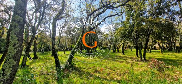 Saint-Siffret (30700) A vendre à Saint-siffret, beau terrain à bâtir viabilisé au coeur d'une chênaie.