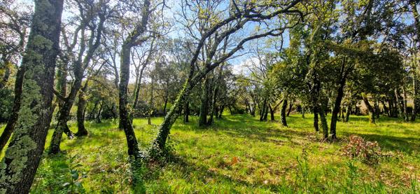 Saint-Siffret (30700) A vendre à Saint-siffret, beau terrain à bâtir viabilisé au coeur d'une chênaie.